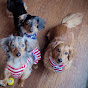 Morgan, Rolo, & Pebbles the Dachshunds