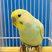 PARAKEET BUDGIE HOUSE