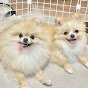 Pomeranian KOHAKU Channel