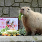 Capybara22