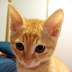 QAHWA【Japanese orange tabby cat】