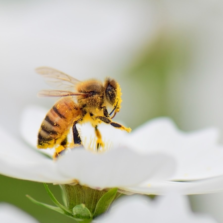 Islands bees. Bee Island. Bee collects Honey.