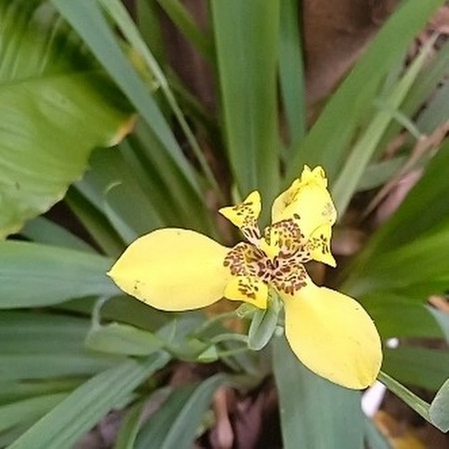▷ Orquídeas silvestres: belleza natural en la flora salvaje ⊛ Blog de Setas