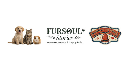 FurSoul Stories banner