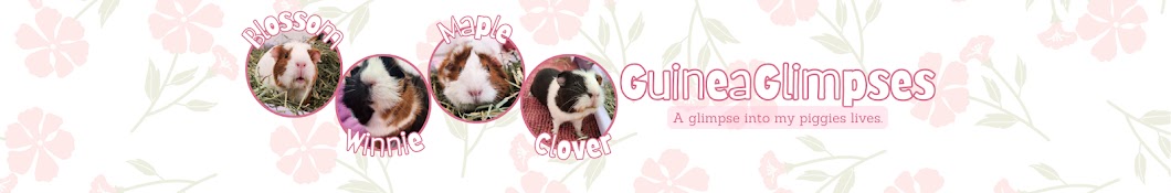 GuineaGlimpses