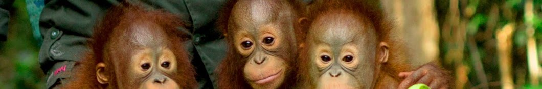 Borneo Orangutan Survival