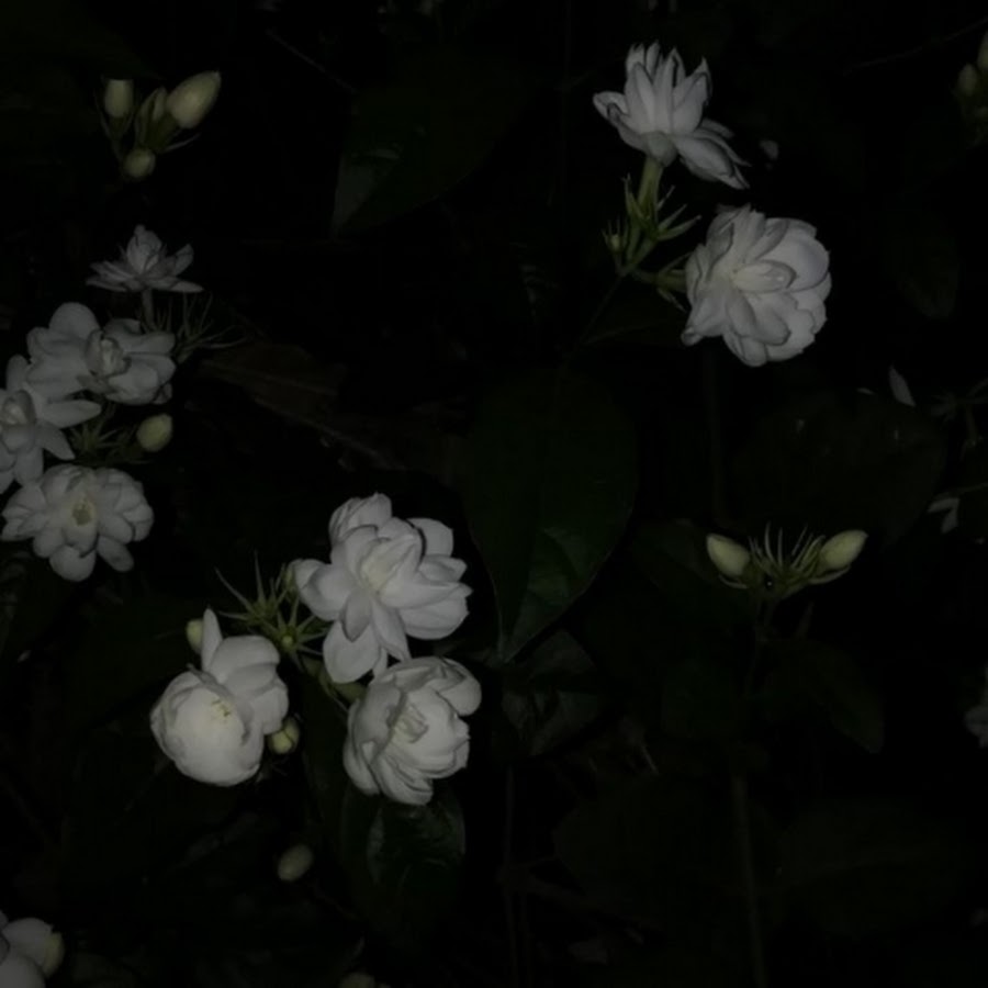 Jasminum Sambac. White Roses aesthetic. White Flowers aesthetic. Белые цветы в темных волосах.