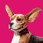 The Pet Collective youtube avatar