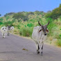 Animals of Thar 