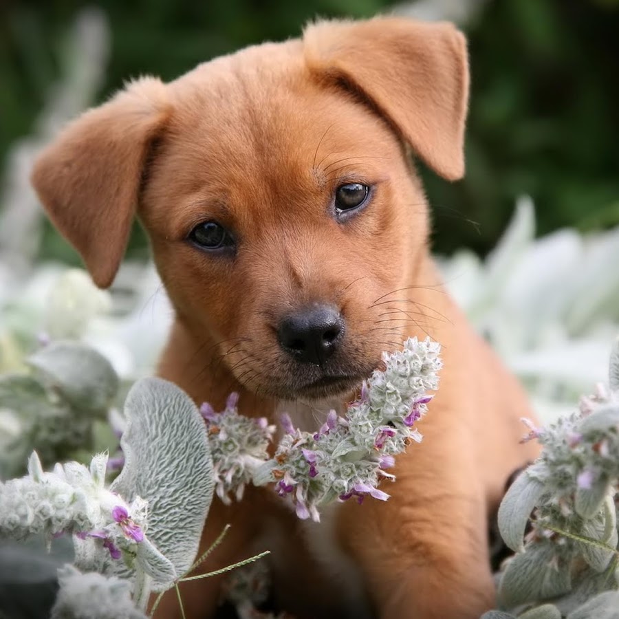 Живой собака видео. Цветы собачки. Красивые щенки. Милые собачки. Красивые собаки.