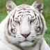 White Tiger (kênh tạo lại bởi fan cũ White Tiger)