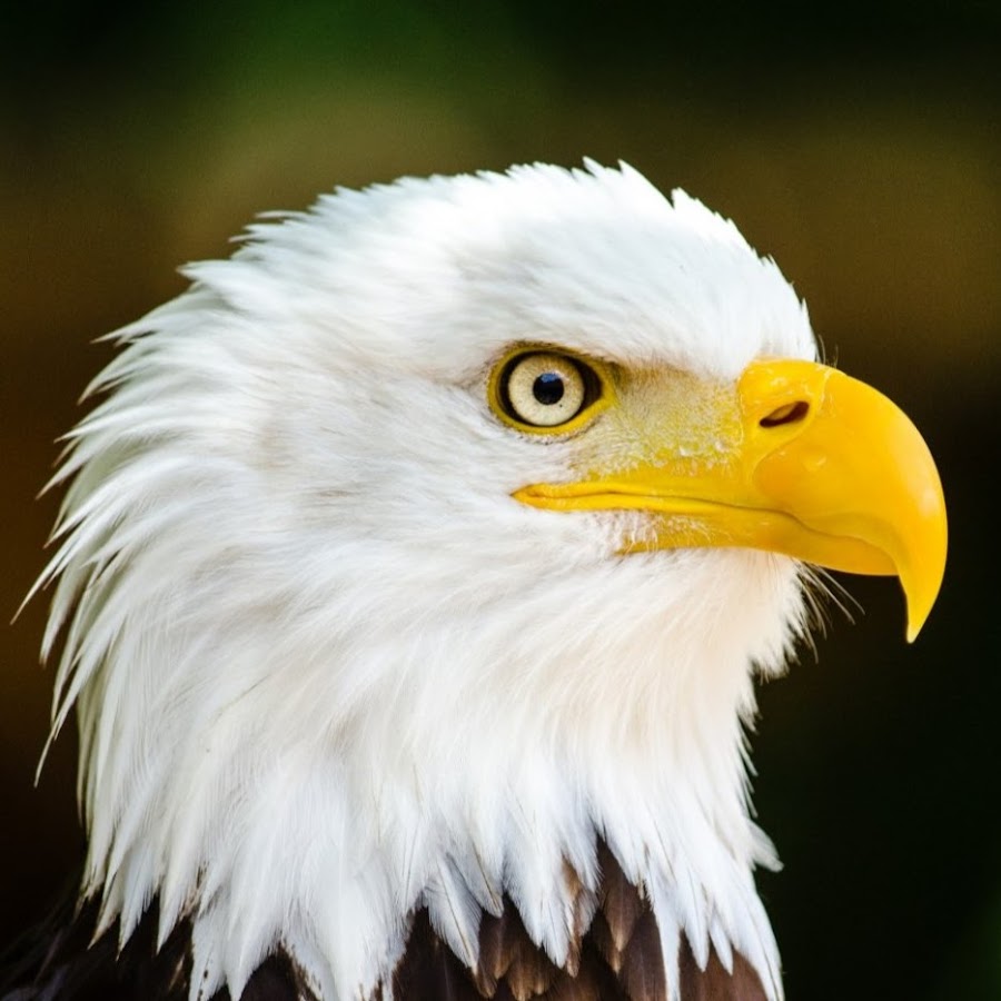 White eagle. Орел картинки. Eagle Kids. Kartinki maloi Oryol.