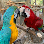 Marisa and Bobby Huerlimann / Clonmoylan Aviaries