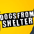 Dogs From Shelter 