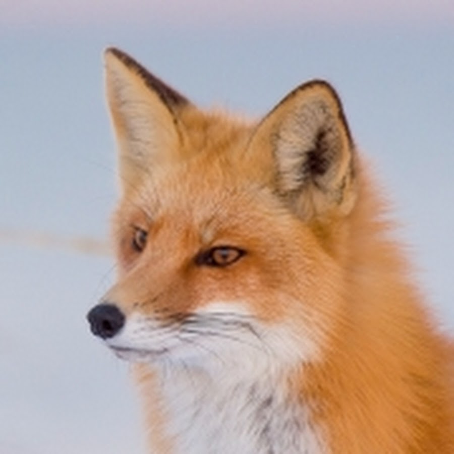 Fox PFP. Forum fox