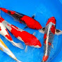 Ikan Koi &  Koki Oranda 