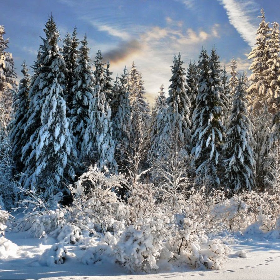 Название фото зима. Красивые фото зимнего леса. Русские зимы. Русский зимний лес. Природа России зимой.