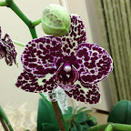 Уютные орхидеи и не только