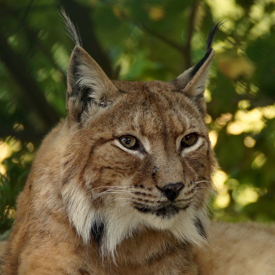 The Lynx Tarot