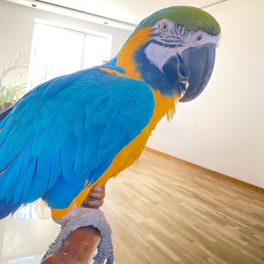 Talking parrot Ara Roma @ara_roma