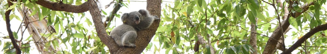 Koala Hospital Port Macquarie