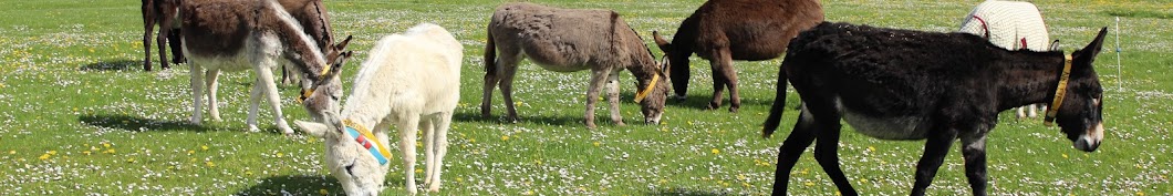 The Donkey Sanctuary Ireland