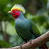 Turaco