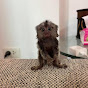 Cute Marmoset