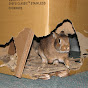 The Cardboard Bunny