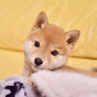 Shiba Inu Ringoro