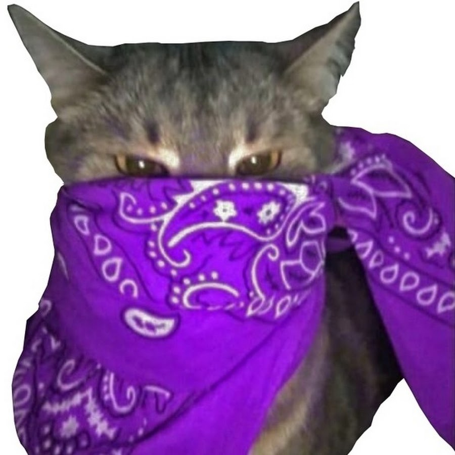 Кот нэп фиолетовый. Кот Crips. Кот в бандане. Кот в фиолетовой бандане. Кот в бандане на аву.