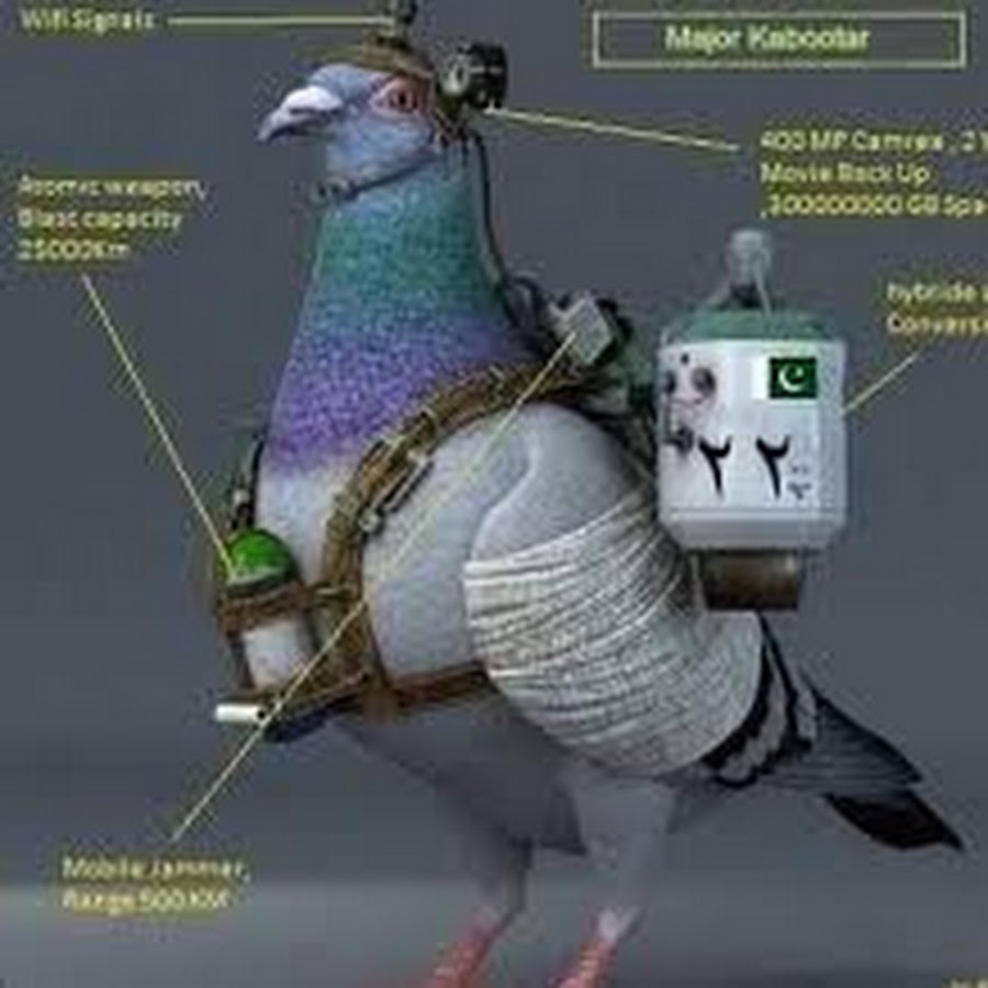 TKR pigeons