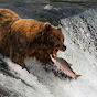 Grizzly Fishing PL