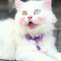 Cats so cute เปอร์เซียอุดรธานี