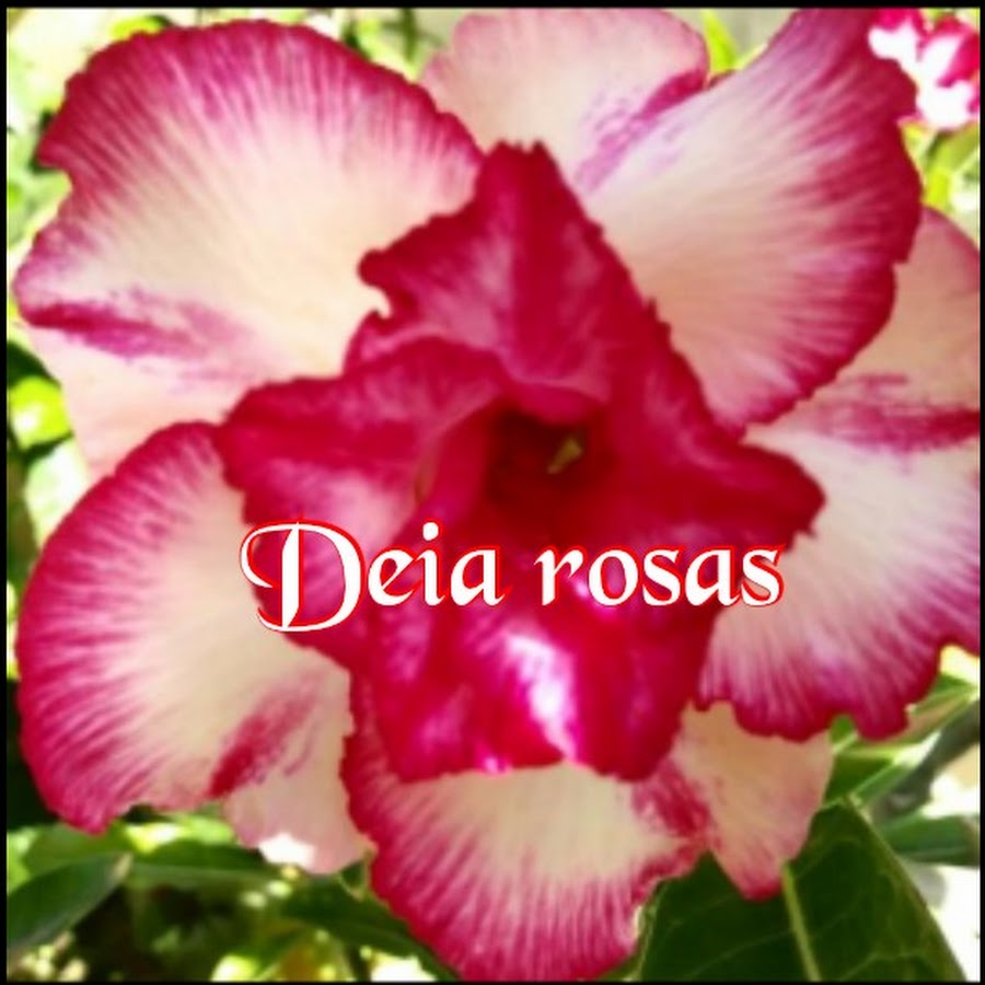 Deia Rosas @deiarosas