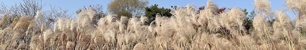 유령해파리