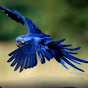 Macaw biru channel07