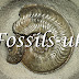 FOSSILS-UK