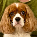 Our Arare channel / Cavalier in japan