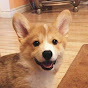 Corgi Pup