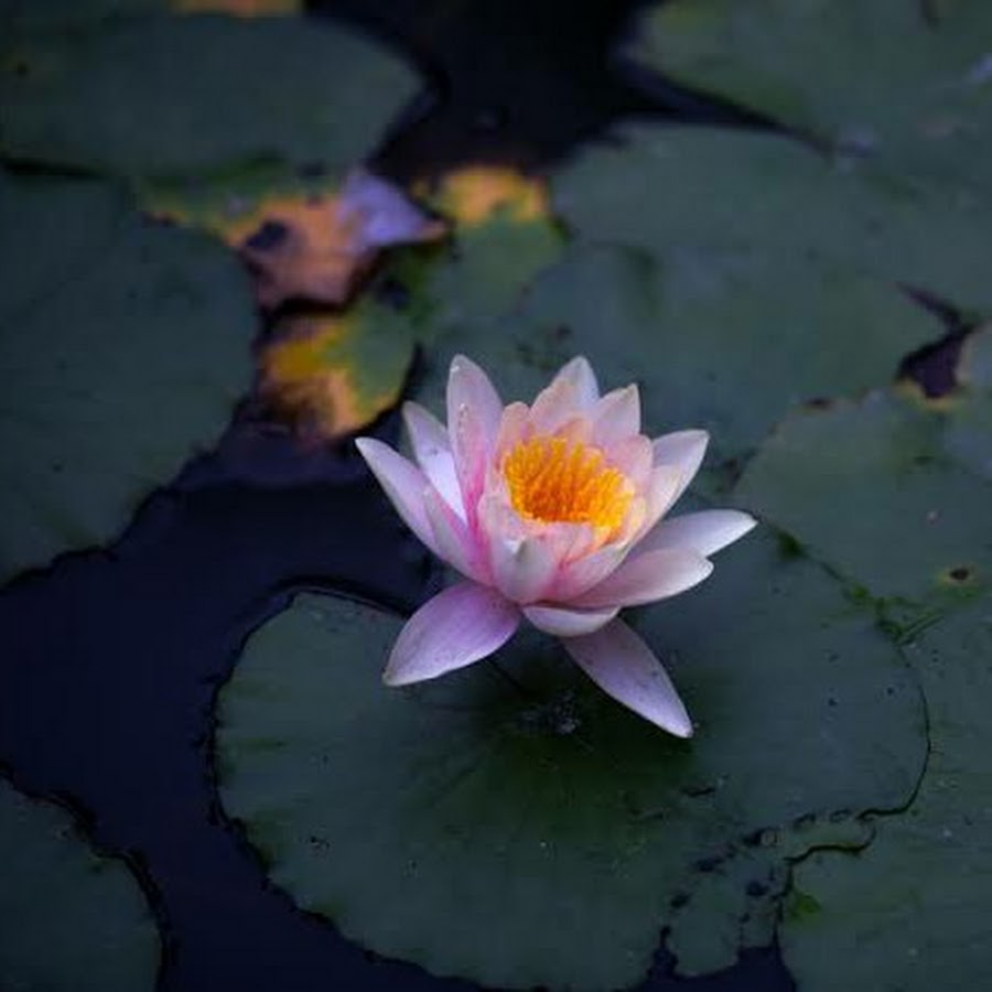 Озеро кувшинки 48 дней. Лотос цветок. Озеро с кувшинками. Цветок лотоса картинки красивые. Фото цветы лотоса с подсветкой в природе.