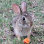 Backyard Bunny Whisperer - ASMR