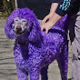 Amazing Dogs