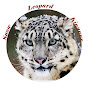 Snow Leopard Kinnaur