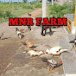 MNR Farm VNR