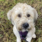 Wheaten Walking