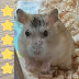 Dorn Hamster