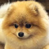 Depressed Pomeranian