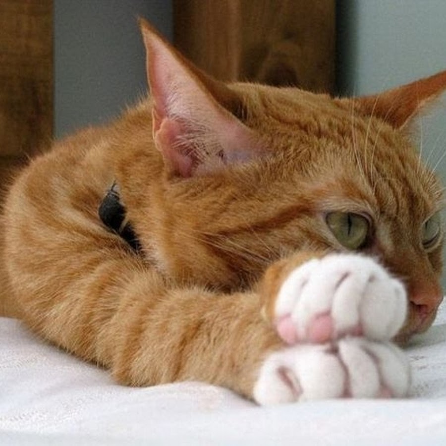 Saturday feeling. Суббота утро кот. Спящий рыжий кот. Суббота котики смешные. Доброе субботнее утро кот.