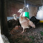 NLK HEN FARM